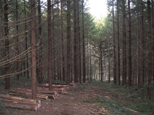 foret livradois